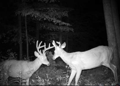 Typical Whitetail Deer Bucks
