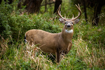 How do whitetail deer typically behave?