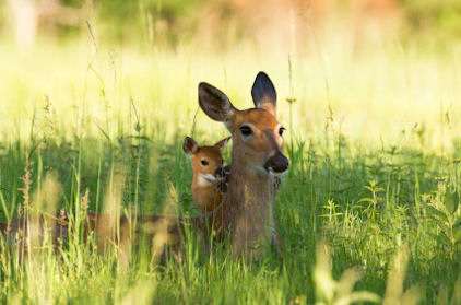 How do whitetail deer typically behave?
