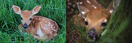 whitetail deer fawns