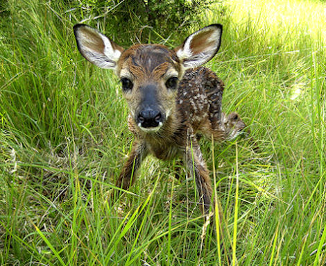 whitetail deer fawn