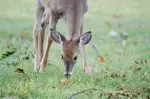 Whitetail Deer Fawns Fall 5