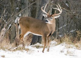 Typical Whitetail Bucks