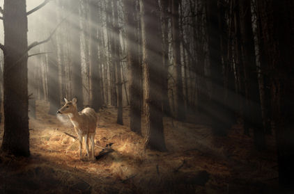 Whitetail doe in the fall