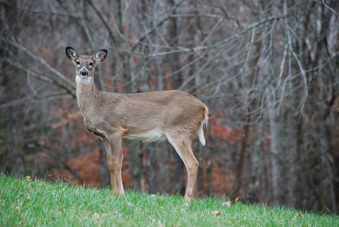 whitetail doe in fall