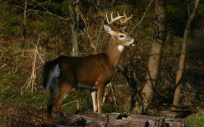 whitetail deer buck