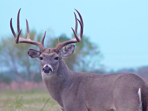 Typical Whitetail Bucks 2