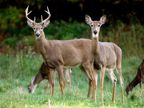 whitetail deer buck and doe