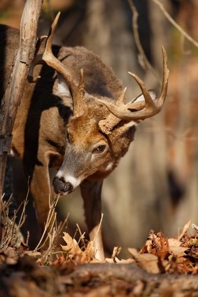 Whitetail buck rutting