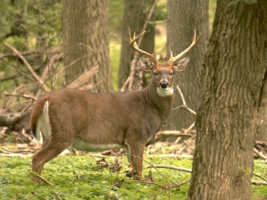 Whitetail Deer Anatomy Chart