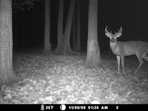 whitetail buck at night