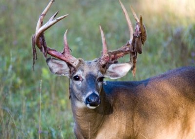 Whitetail Buck Shedding Velvet