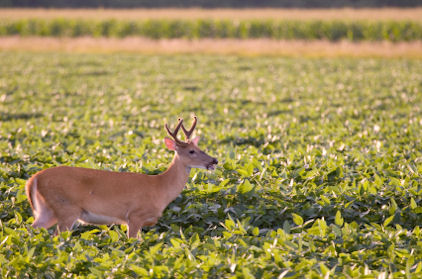 Whitetail Buck