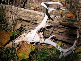 Whitetail Buck Antler Skeleton