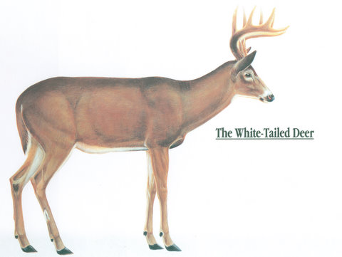 Whitetail Deer Anatomy Chart