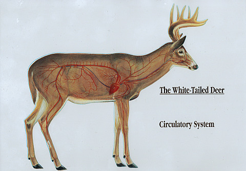 Whitetail Deer Organ Chart