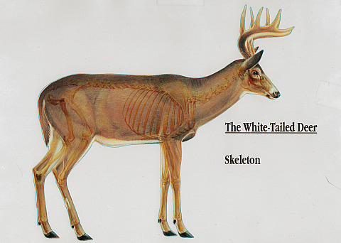 Whitetail Deer Anatomy Chart