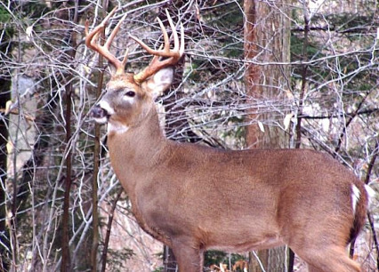 Whitetail Deer Bucks Winter 2