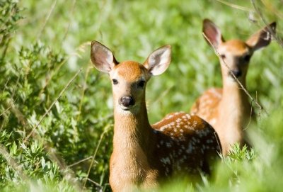 whitetail deer fawns