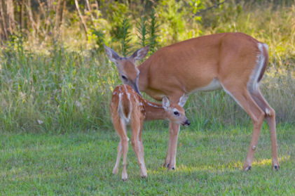 Whitetail Deer info