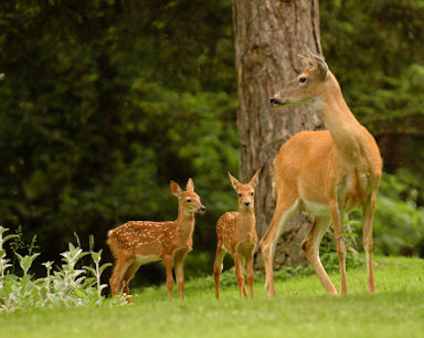 Whitetail Deer info