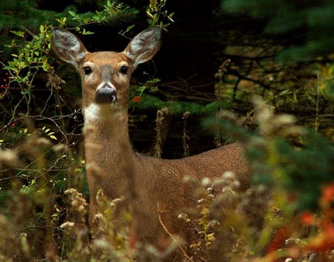 Whitetail Deer