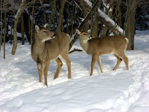 Whitetail doe in winter
