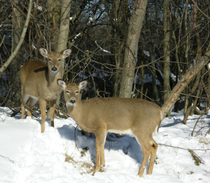 Whitetail Doe in the Winter