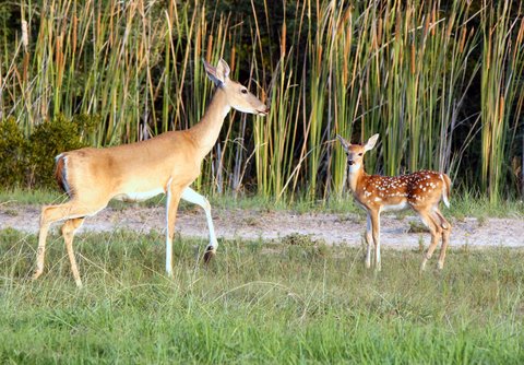 Whitetail Doe and Fawn