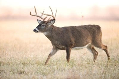 Trophy Whitetail Buck 2