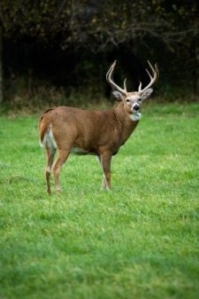 Aging Deer On The Hoof Chart