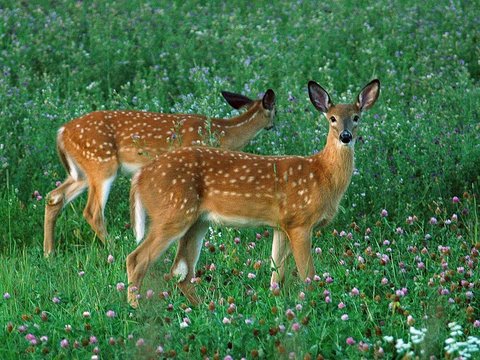 older whitetail deer fawns