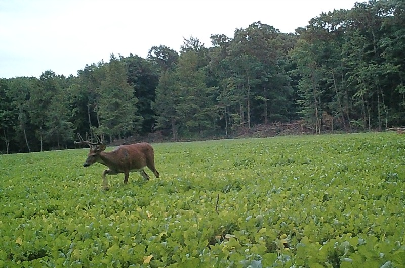 Whitetail Deer Enjoying Food Plot