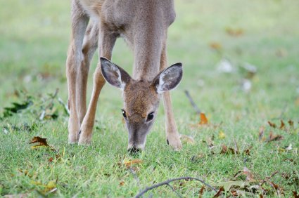 Whitetail Deer Fawns