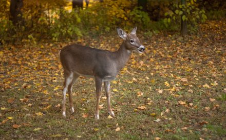 whitetail deer fawn