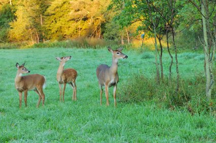 older whitetail deer fawns