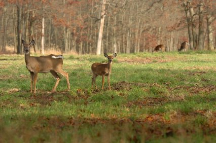 whitetail deer