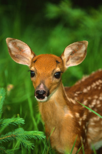 whitetail deer fawn