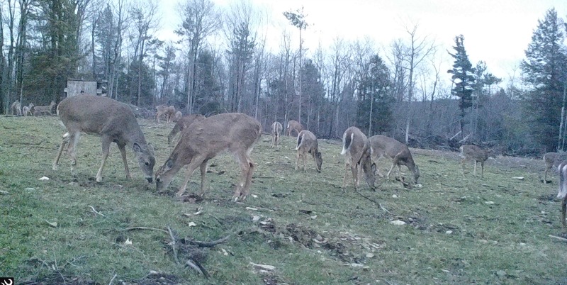 whitetail deer on food plot early spring before the plot starts growing. 18 deer in this picture proves we know what they look for in the spring.