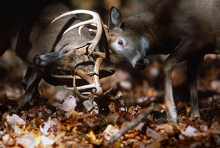 Two Trophy Whitetail Deer Bucks