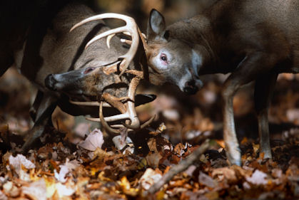 whitetail deer bucks fighting