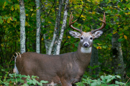 Monster Whitetail Deer