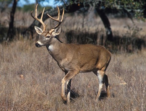 trophy whitetail buck