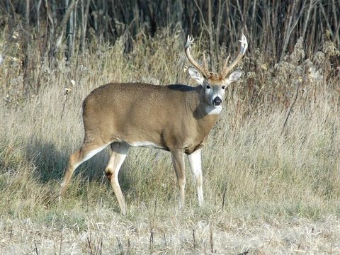 Trophy Whitetail