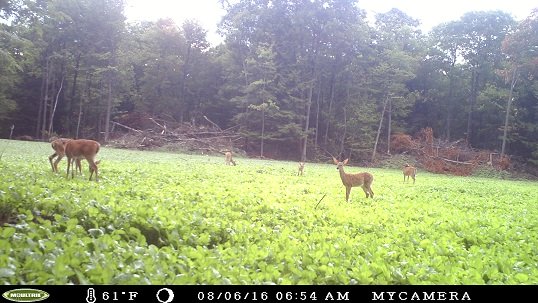 Resident Whitetail Deer Feeding