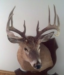 Trophy Whitetail Deer Hunting Buck Mount