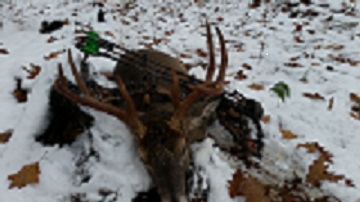 Whitetail Deer Hunting Buck