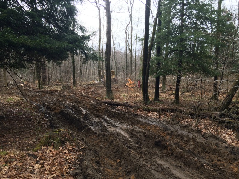 Clearing Area for a Whitetail Deer food Plot