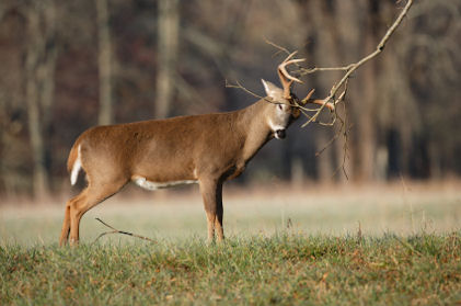 Whitetail Buck Rutting