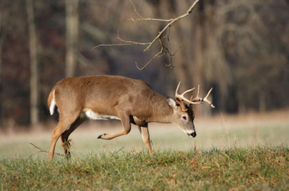 Whitetail Buck Rutting 2